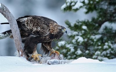 invierno, nieve, aves rapaces, el águila