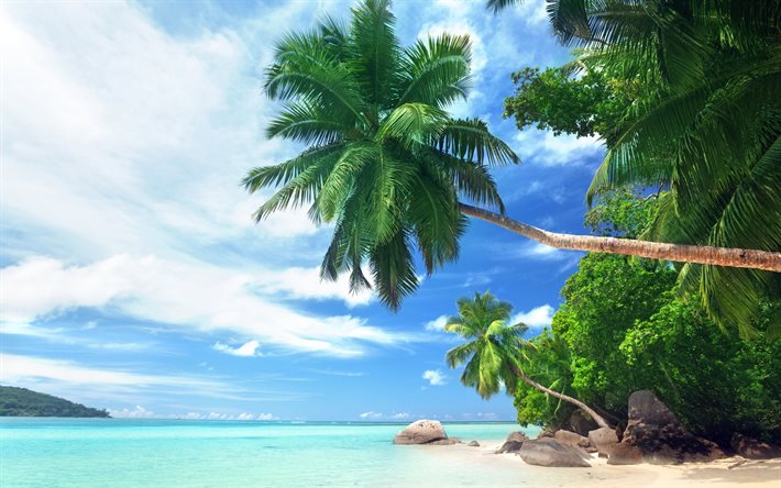 palmer, stranden, havet, paradiset, jorden