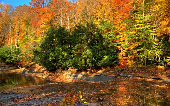 floresta, outono, o lago, paisagem de outono, folhas