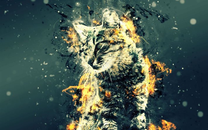 전체가 금연, 불, 고양이, 불 고양이