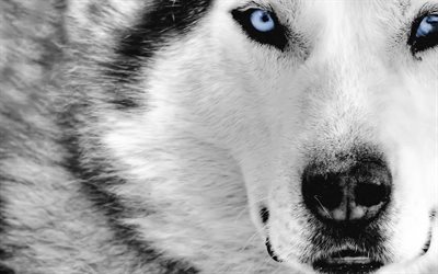 lobos, lobo branco, animais