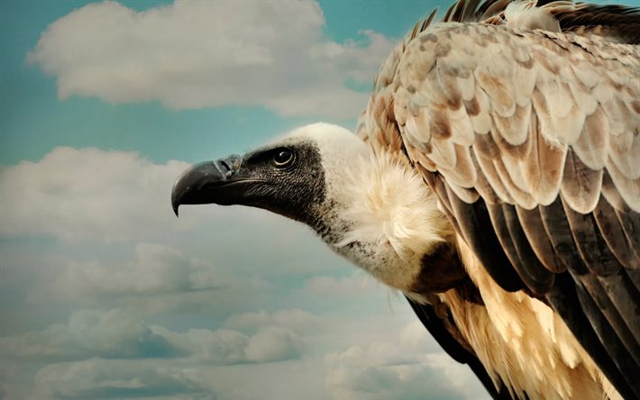 águila, el águila, el vuelo de los pájaros, las aves de presa, el pico, las nubes