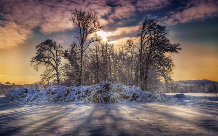 बर्फ, पेड़, सर्दी, बर्फ की एक बहुत कुछ है, सर्दियों की सुबह, सर्दियों के घाव, लकड़ी