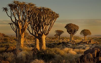 namibia, desert, sunset, evening, africa