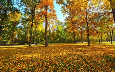 otoño, paisaje, parque, las hojas amarillas