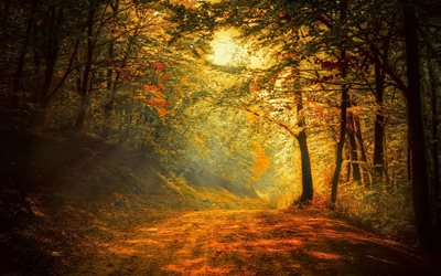 the sun, autumn, road, forest, autumn forest, sun