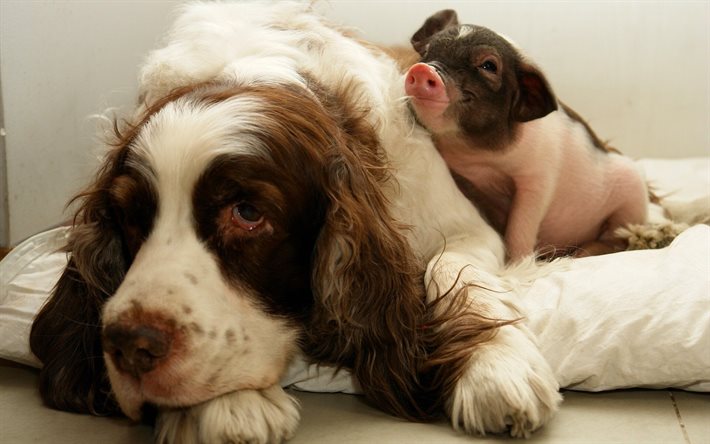 pig, little piggy, dog, friends, small farrowing