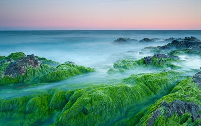 piedras, algas, por la mañana, el océano