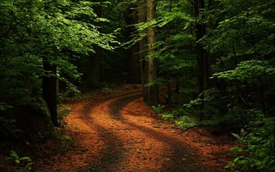 bosque, árbol, camino, carretera