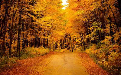foresta, strada, autunno, foglie gialle, paesaggio