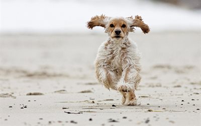 the beach, soboka, cocker spaniel, running dog