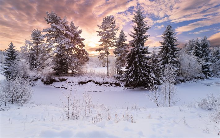 घटना, लकड़ी, सर्दियों परिदृश्य, पेड़, सूर्यास्त, सर्दी, बर्फ, शाम