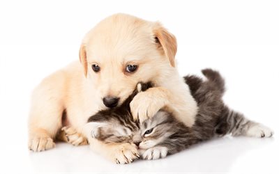 puppy, friendship, kitten