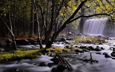 vattenfall, skog, greener