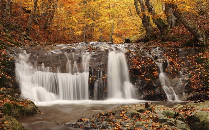 floresta, cachoeira, folhas, outono, privado, paisagem de outono, as folhas