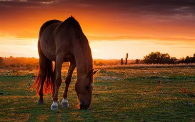 brown caballo, un caballo, una puesta de sol, los animales