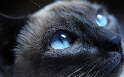 katt, blå ögon, sälar