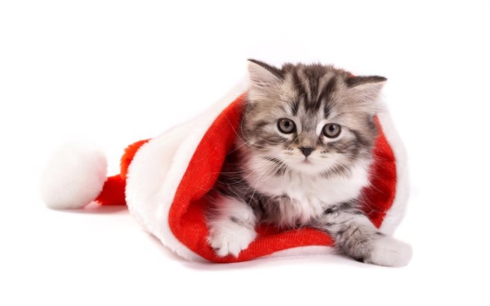 Sfondi Natalizi Animali.Scarica Sfondi Gatti Natale Capodanno Natale Gatto Per Desktop Libero Immagini Sfondo Del Desktop Libero