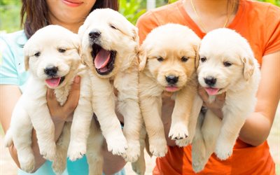 sevimli Yavru Köpekler, küçük köpekler, dört köpek yavrusu