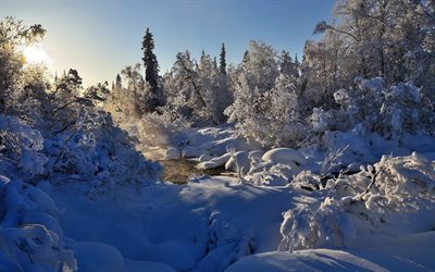 winter, snowy forest, snow, river, frost