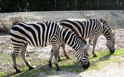 zebra, zoológico, sabri