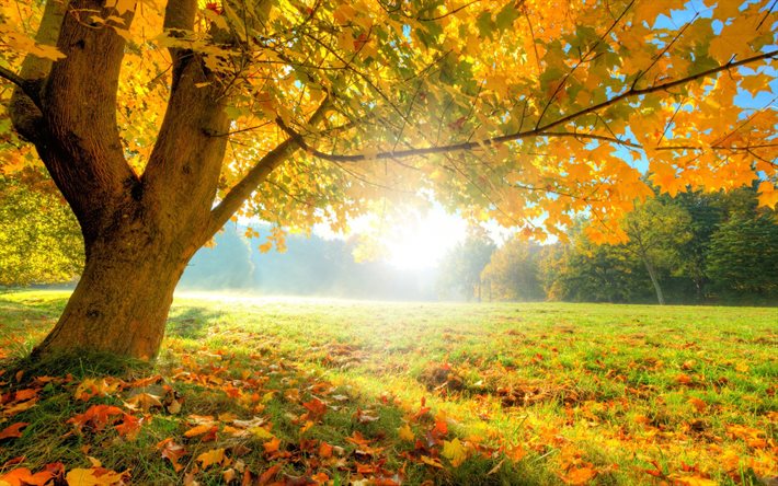 el parque, glavina, otoño, árbol, paisaje, césped