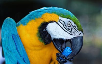 foto papegoja, vackra fåglar, vacker papegoja, papegoja