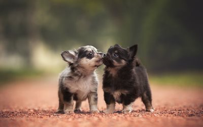 très belle photo, chiots, animaux mignons, les petits chiens, chiens de petite taille, mignon photos