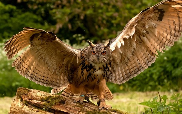 wingspan, birds, rosmah creal, owl, bird