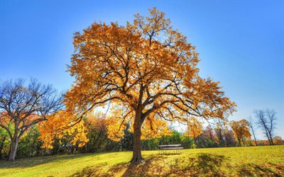 otoño, árbol grande, de roble, paisaje, parque