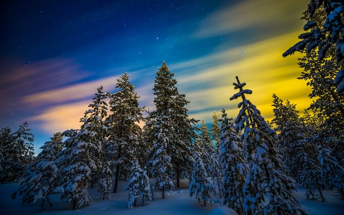 finland, lappland, träd, snö, skog, vinter