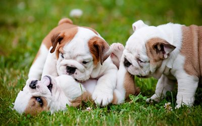 cute puppies, dogs, english bulldog