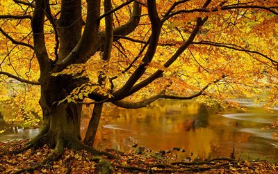 strid الخشب, المناظر الطبيعية الخريف, العمودي, الشجرة القديمة, دير بولتون, البحيرة, يوركشاير ديلز, الخريف, شمال يوركشاير
