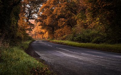 outono, estrada, floresta, estrada de asfalto