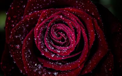 borgoña rosa, rosa, flores, macro, rosebud