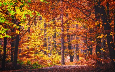 黄金の秋, 秋, パーク, 森林, 秋の景観