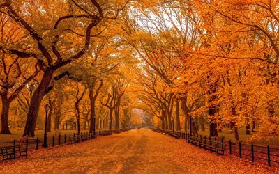 공원, 가을, 노란색 나뭇잎, 노란색 나무