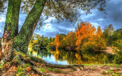 숲, 호, 가을, 을 풍경, water
