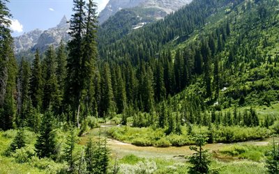cascade canyon, usa, green christmas tree, summer, mountains, forest, nature mountains, wyoming