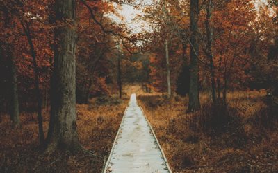 l'automne, forêt, paysage d'automne, le parc, le chemin d'accès