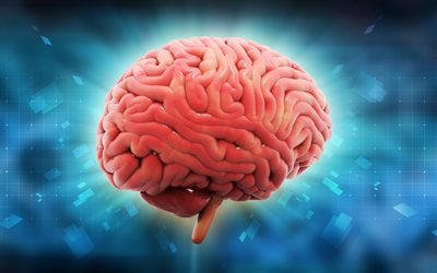 दिमाग, 3 डी, मस्तिष्क प्रतिपादन