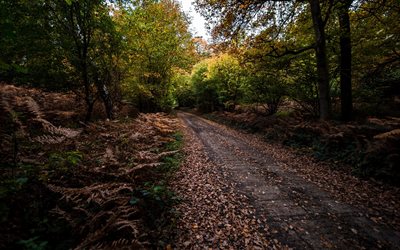 bosque, carretera, helechos, paisaje de bosque de otoño