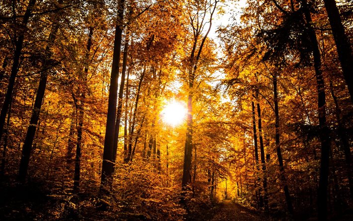 floresta, outono, o sol, paisagem de outono, sol