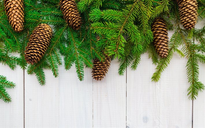 green christmas tree, cones, board, spruce