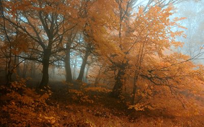 秋, 霧, 森林, 黄色の木