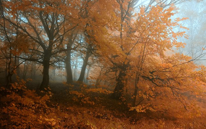 outono, nevoeiro, floresta, árvores amarelas