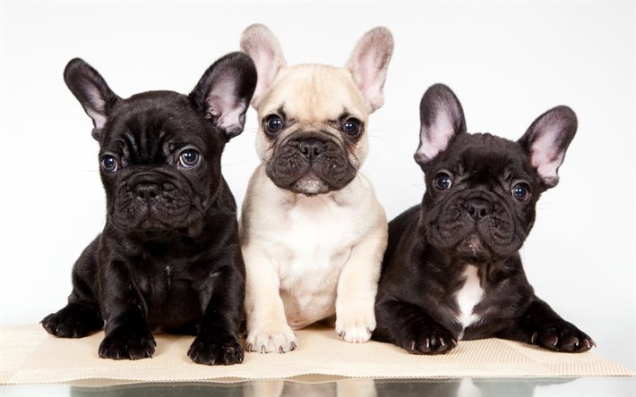 कुत्तों, puppies, फ्रेंच बुलडॉग