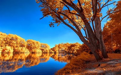 sjön, hösten, höstlandskapet, gula träd