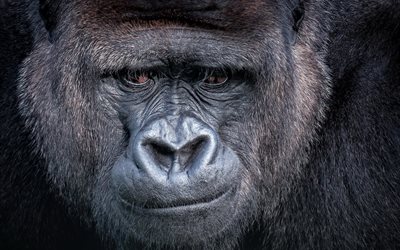 apina, gorilla
