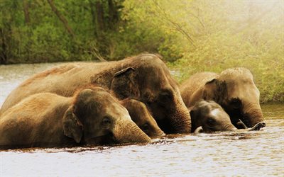 family of elephants, elephants, river, africa, clone